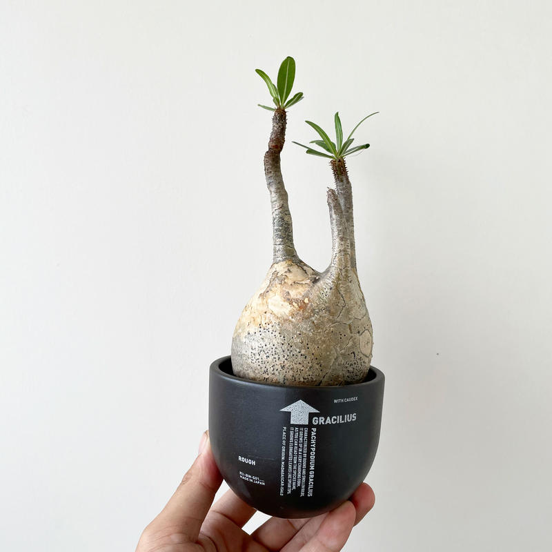 激安な パキポディウム グラキリス valiem鉢 - 植物/観葉植物 激安な パキポディウム グラキリス valiem鉢 - 植物/観葉植物