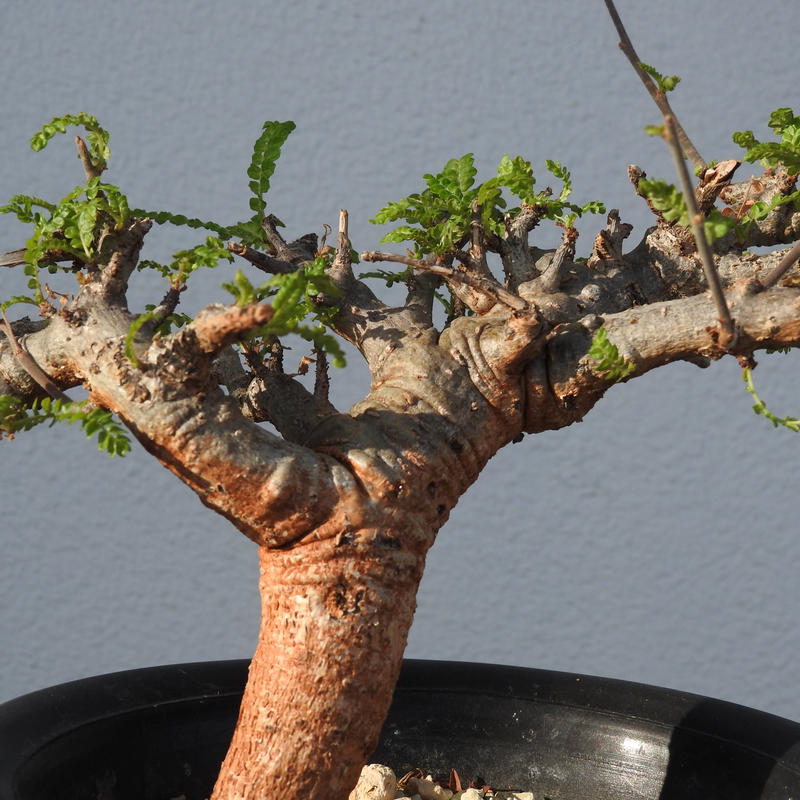35%OFF】 極太 シワ感良形 ボスウェリア ネグレクタ - 植物/観葉植物