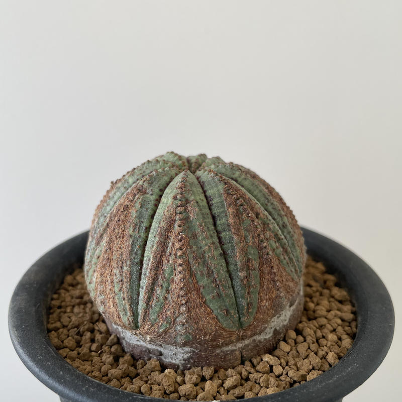 新着 ユーフォルビア オベサ1 オールド 雰囲気抜群 青坊主 Aobouzu