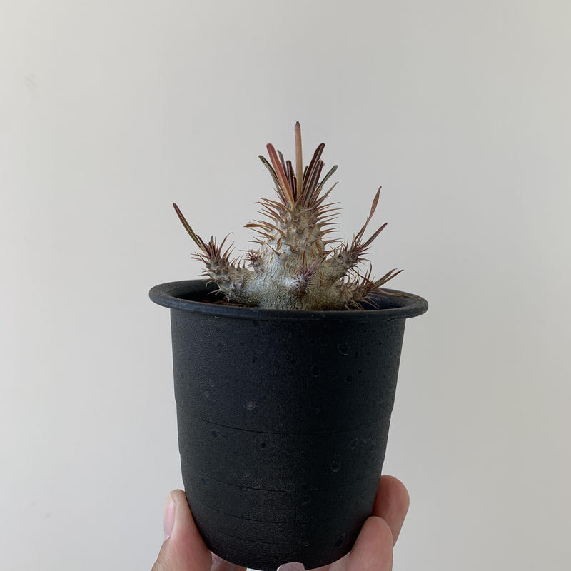 新着 多分岐パキポディウムグラキリス カッコ良い選抜実生 青坊主 Aobouzu