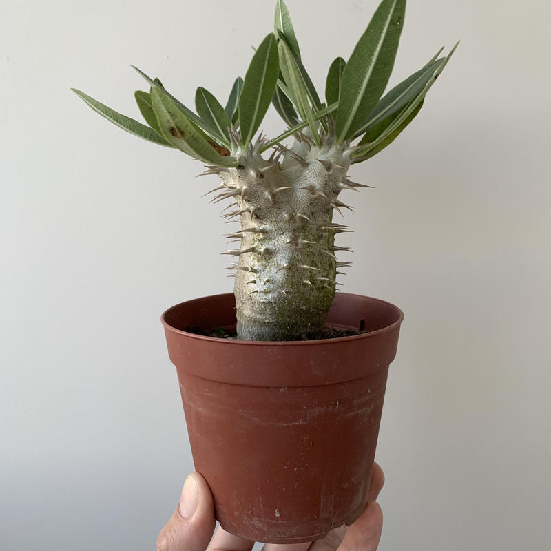 パキポディウムデンシフローラム２ 実生で安心 青坊主 Aobouzu