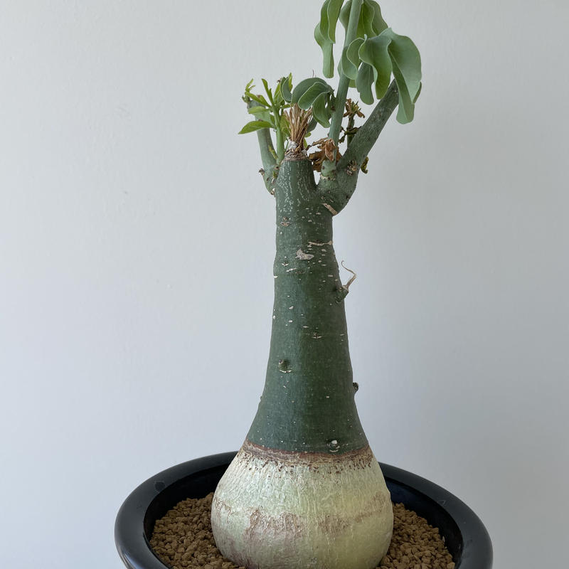 アデニアグラウカ botanize ZEN | tspea.org