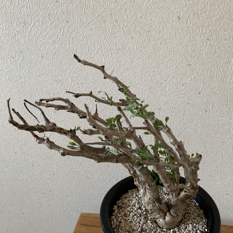 センナ メリディオナリス 盆栽的に育てれる圧倒的な存在感 青坊主 Aobouzu