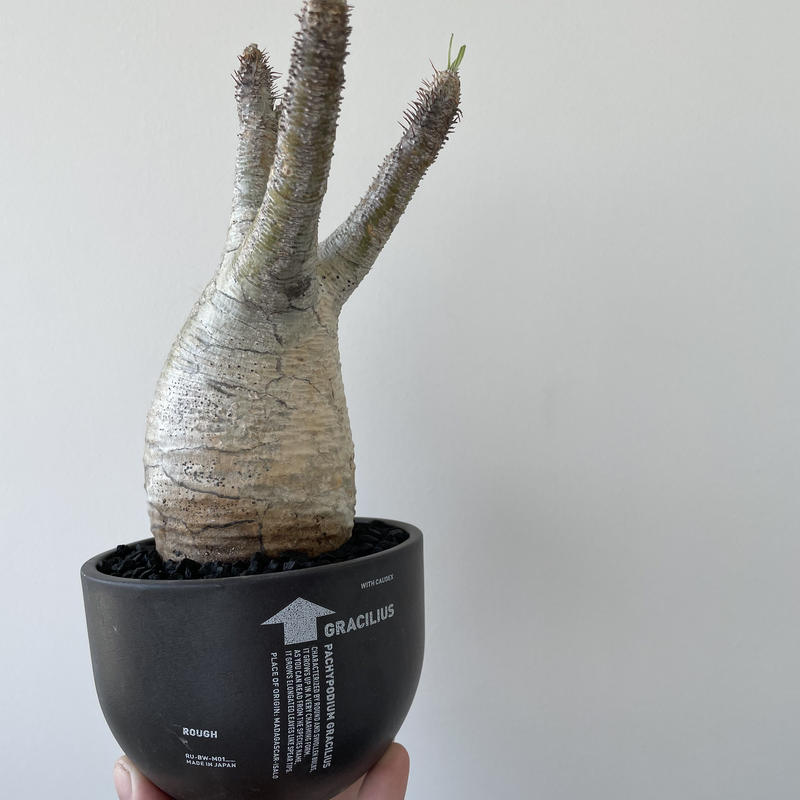激安な パキポディウム グラキリス valiem鉢 - 植物/観葉植物 激安な パキポディウム グラキリス valiem鉢 - 植物/観葉植物