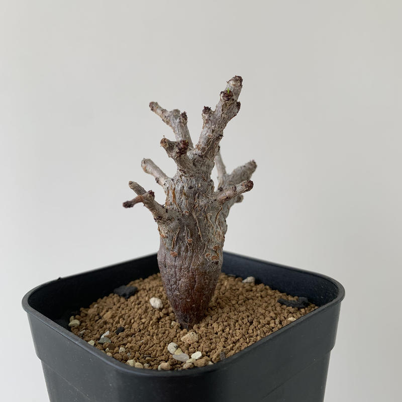 新着 センナ メリディオナリス コンパクトサイズの良株 青坊主 Aobouzu