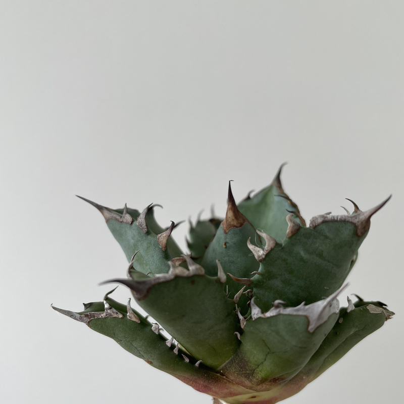 新着 アガベ チタノタ姫厳竜コンパクト1 葉も厚くムチムチ強棘 青坊主 Aobouzu