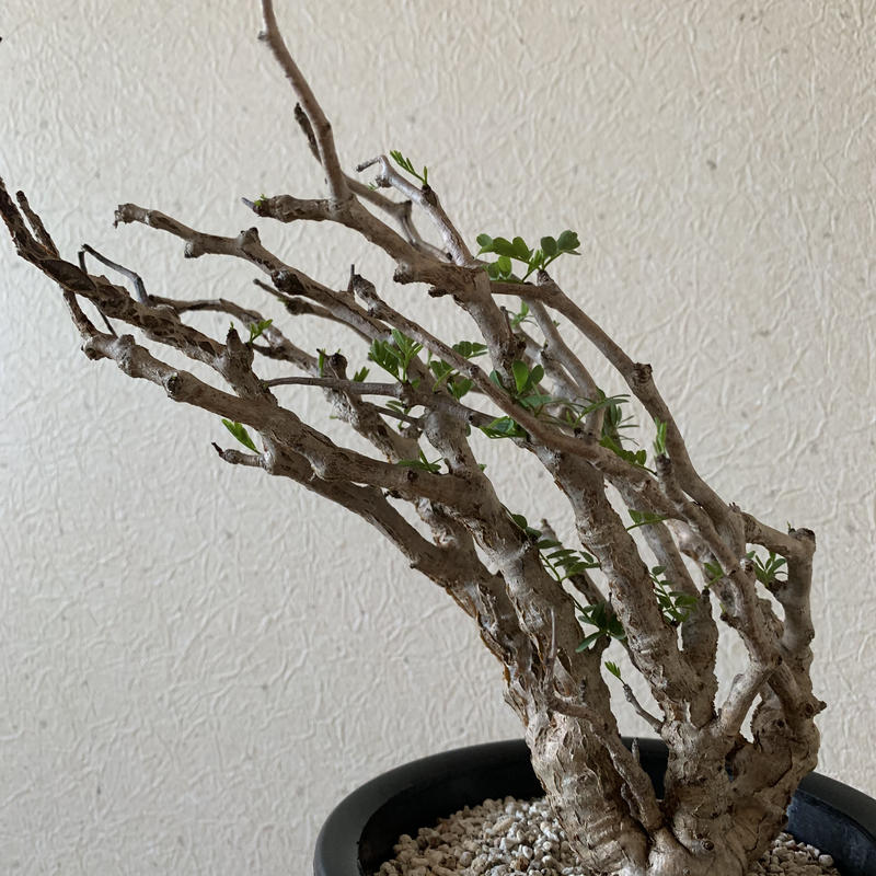 センナ メリディオナリス 盆栽的に育てれる圧倒的な存在感 青坊主 Aobouzu