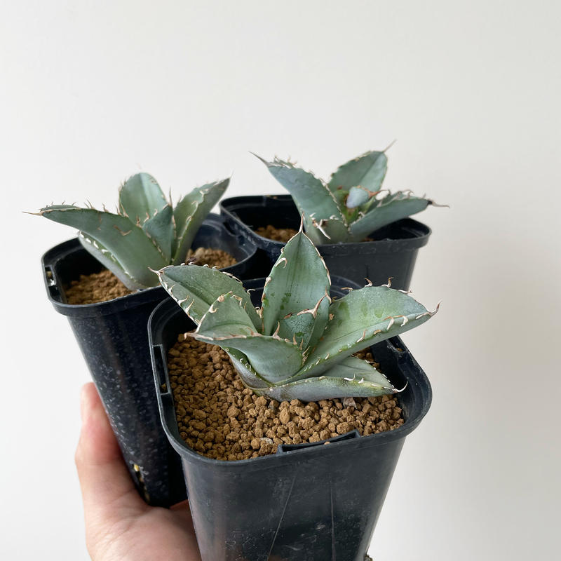 Agave Titanota White Ice【上品な選抜種の子株をランダム配送 ...