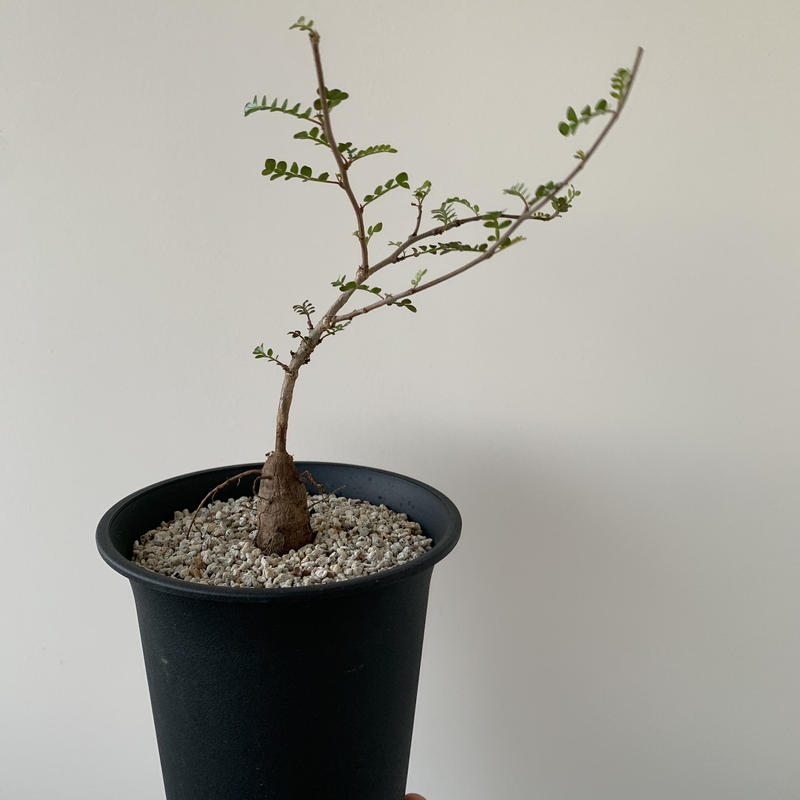 新着 オペルクリカリア デカリー 高級株を小さいサイズで 青坊主 Aobouzu