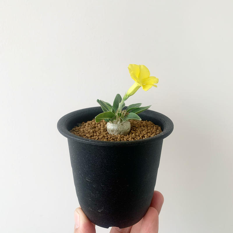 新着 Pachypodium Brevicaule 黄色花の可愛い逸品 パキポディウムブレ