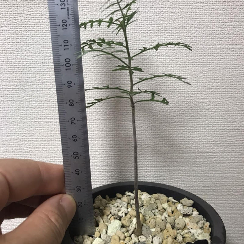 コレクターy氏 厳選株 ブルセラ ミクロフィラ 青坊主 Aobouzu