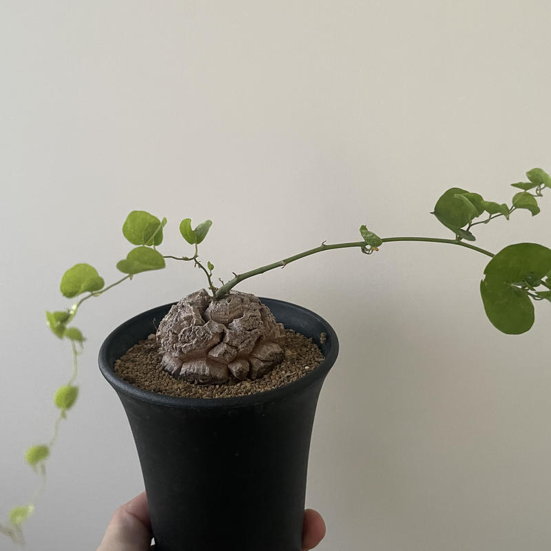 新着 Dioscorea Elephantipes バッキバキの超良型 ディオスコレアエレフ
