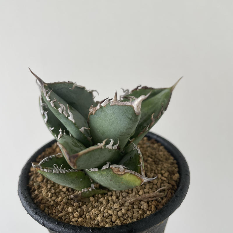 F】m&m × masses 鉢 S アガベ 【公式通販】