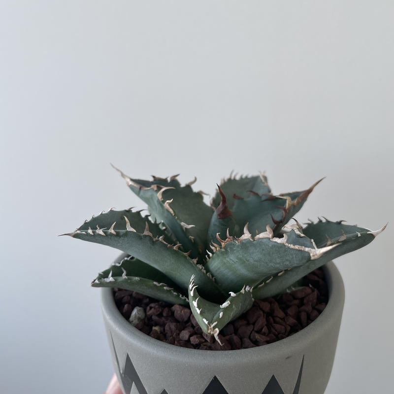 アガベ チタノタ 姫厳竜 Willing Plant購入 VALIEM鉢付き 植物