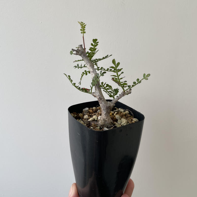 オペルクリカリアパキプス 挿し木 発根済み 良型 青坊主 Aobouzu