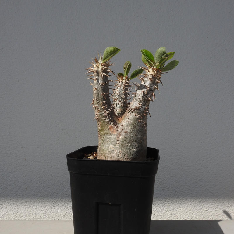 新着 良型 パキポディウムデンシフローラム コスパ良しな現地球 青坊主 Aobouzu