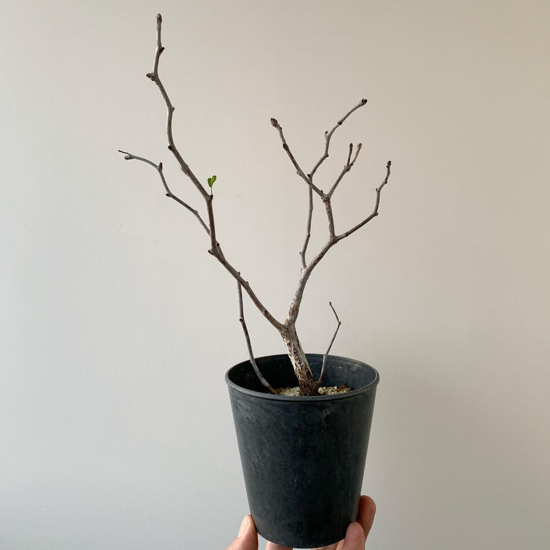 公式ショップ センナ メリディオナリス 現地球 良型 発根済 植物 観葉植物 Www U3acalpe Org