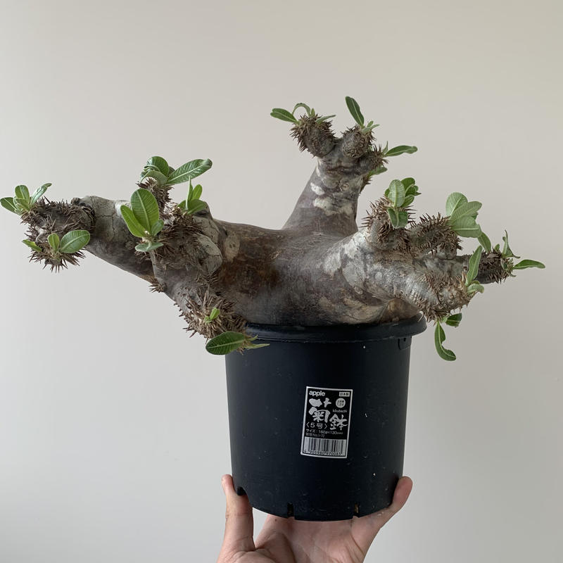 超巨大 パキポディウムデンシフローラム でかすぎる現地球 青坊主 Aobouzu