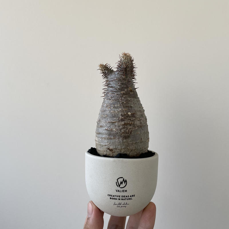特別価格 Valiem 植木鉢 鉢 ボタナイズ botanize コーデックス 塊根 ...