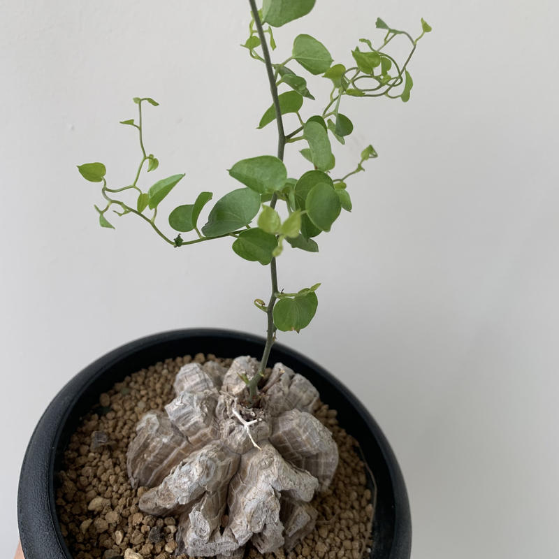 亀さん亀亀祭り みんな大好き亀甲竜 一生モノ 中型サイズ 青坊主 Aobouzu 亀さん亀亀祭り みんな大好き亀甲竜 一生モノ 中型サイズ 青坊主 Aobouzu