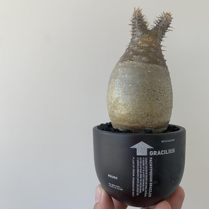 特別価格 Valiem 植木鉢 鉢 ボタナイズ botanize コーデックス 塊根 ...