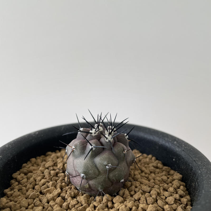 Copiapoa cinerea【黒王丸・選抜実生】コピアポア・シネレア | 青坊主-aobo... Copiapoa cinerea【黒王丸・選抜実生】コピアポア・シネレア | 青坊主-aobo...