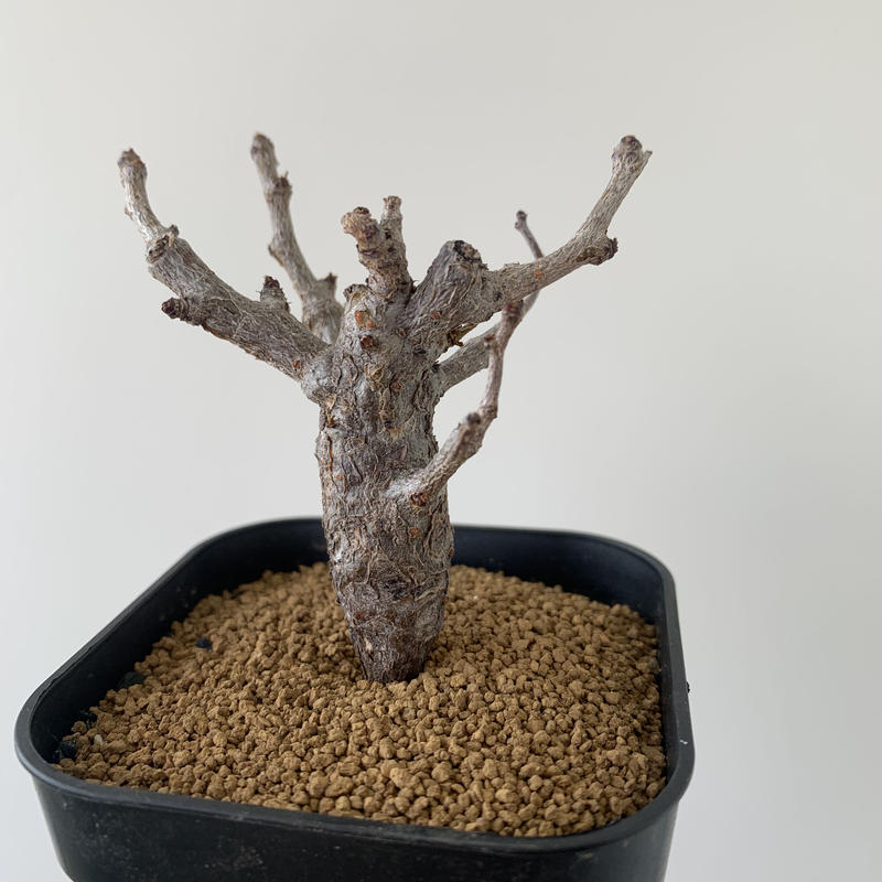 新着 センナ メリディオナリス2 コンパクトサイズの良株 青坊主 Aobouzu