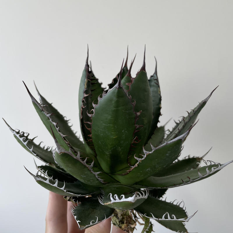 極上逸品】Agave horrida special 2 カリフォルニア スーパークローン...