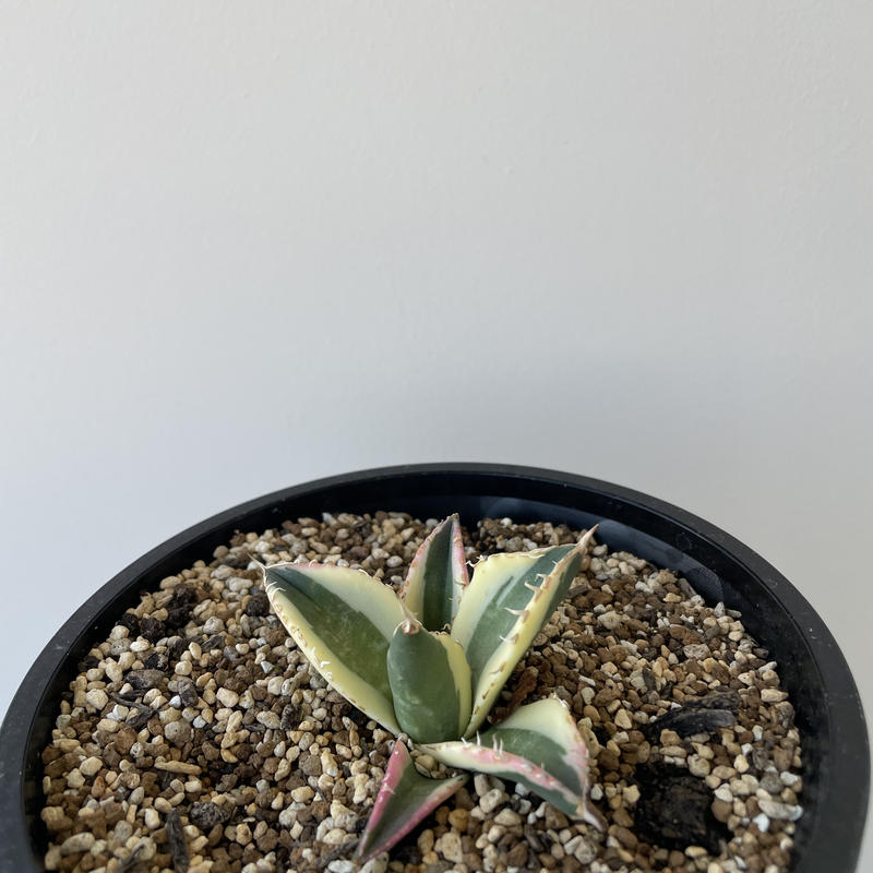 新着】Agave titanota Snaggle Tooth【斑入りの銘品】アガベ チタノ 新着】Agave titanota Snaggle Tooth【斑入りの銘品】アガベ チタノ