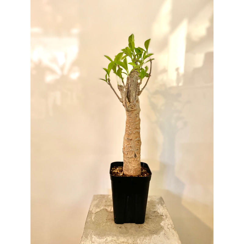 バオバブ ディギタータ セネガル産 3年 4年株 Aoki Kaen