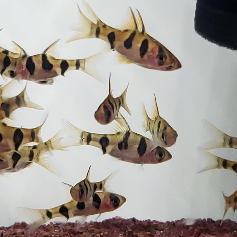プンティウス ロンボオケラータス 10匹 Aquarium Store Rest プンティウス ロンボオケラータス 10匹 Aquarium Store Rest