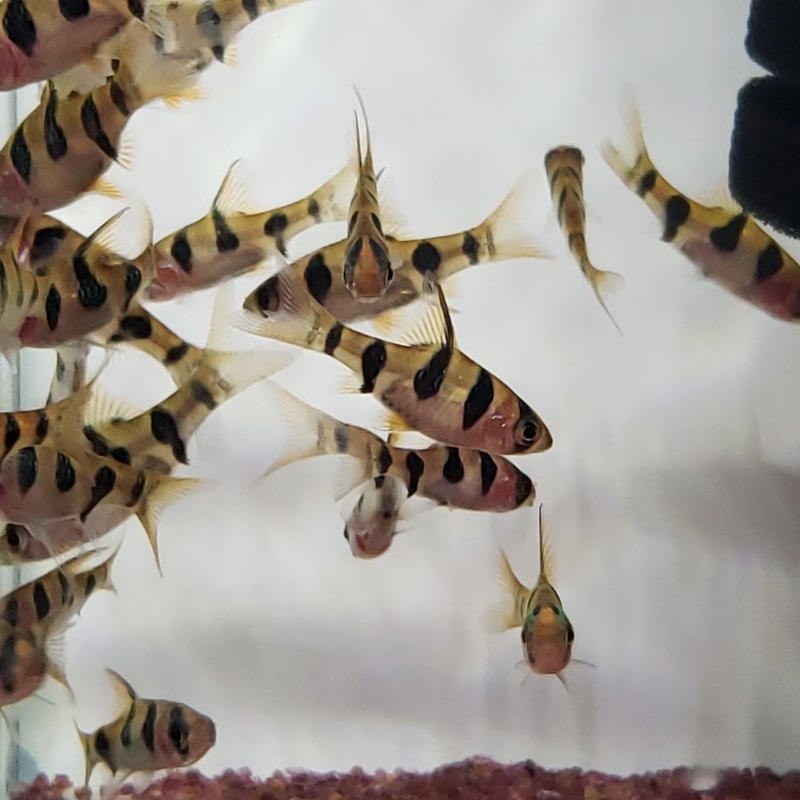 プンティウス ロンボオケラータス 10匹 Aquarium Store Rest プンティウス ロンボオケラータス 10匹 Aquarium Store Rest
