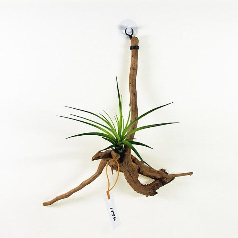 エアプランツ用流木 吊り下げ型 No 1994 アクアリウム流木販売 アクアリバー