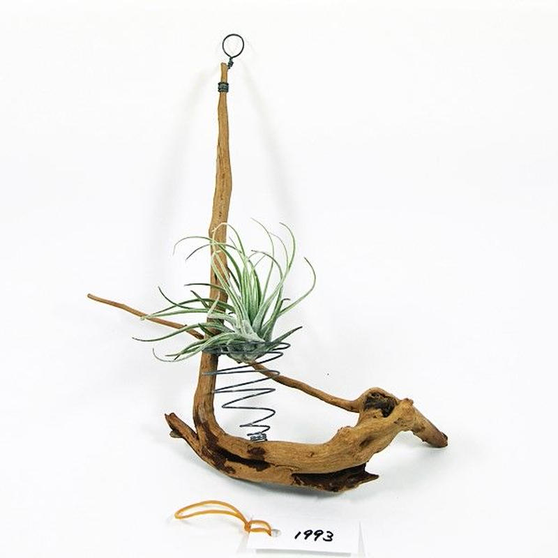 半額 一つ限り 流木インテリア エアプランツ付き 吊り下げ フラワー ガーデン Islabonita Com Py