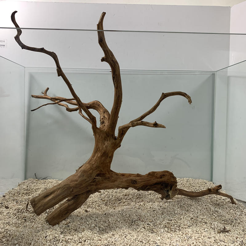 屋久杉の流木