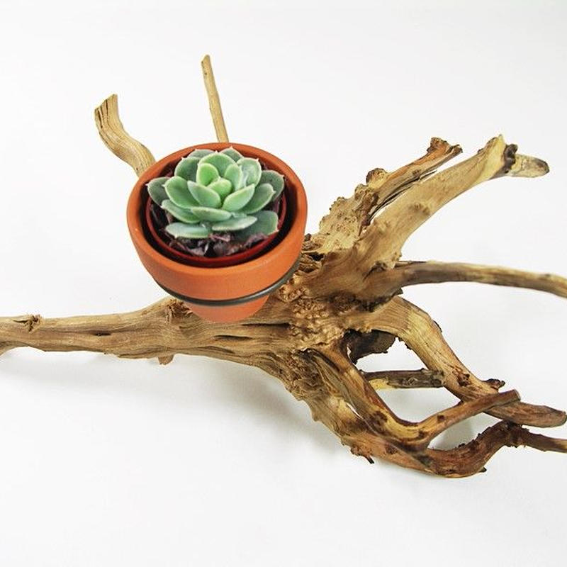 1 5号鉢ホルダー付き流木 卓上型 No 1974 アクアリウム流木販売 アクアリバー