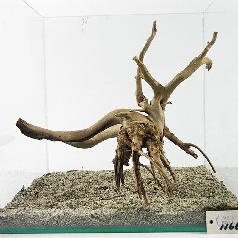 ブランチ系流木 ナチュラルタイプ Mサイズ No 1166 アクアリウム流木販売 アクアリバー ブランチ系流木 ナチュラルタイプ Mサイズ No 1166 アクアリウム流木販売 アクアリバー