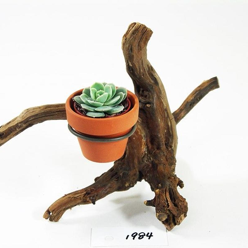1 5号鉢ホルダー付き流木 卓上型 No 1984 アクアリウム流木販売 アクアリバー