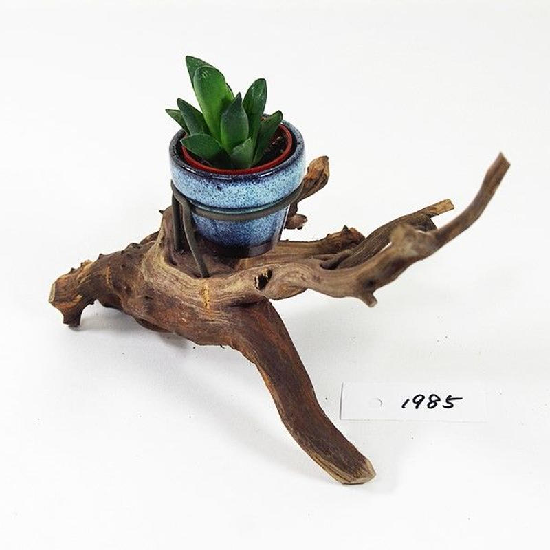 1 5号鉢ホルダー付き流木 卓上型 No 1985 アクアリウム流木販売 アクアリバー
