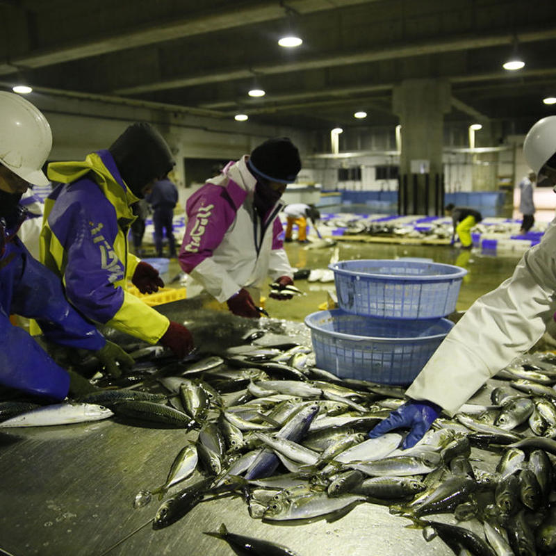 送料無料 希少な宮崎の天然ブランド鯵 宮崎めいつ美々鯵 1kg Arigato