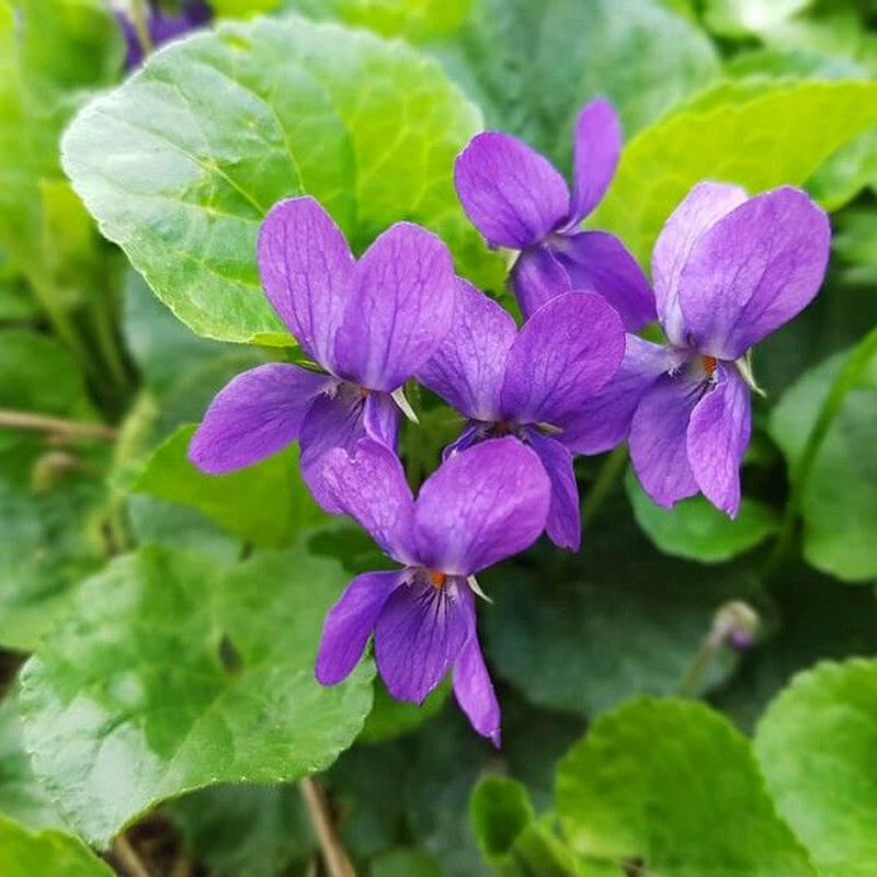 バイオレットリーフabs Violet Leaf エッセンシャルオイル 3ml Aro