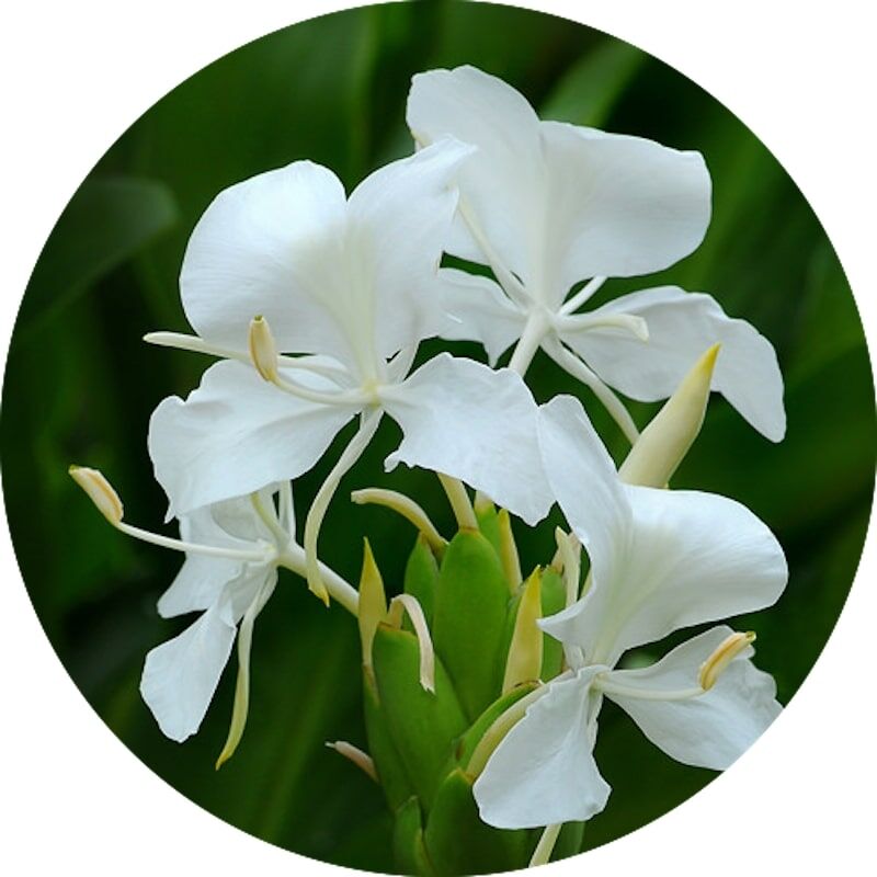 ホワイトジンジャー Abs100 White Ginger Lily Absolute