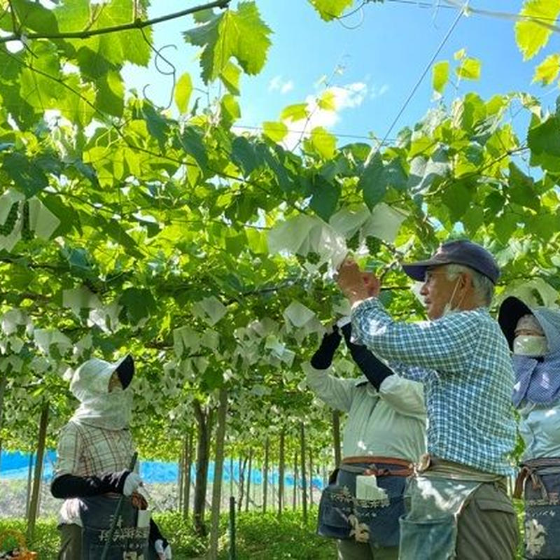 朝採れ完熟サマーブラック 種なし 2kg 3 4房 Aruga Berry Farm