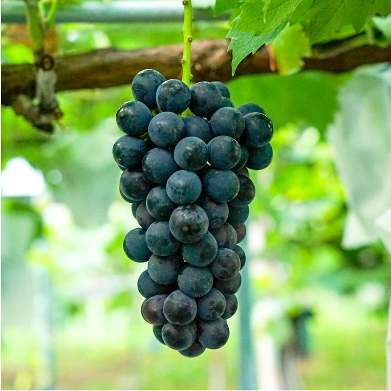 朝採れ完熟サマーブラック 種なし 2kg 3 4房 Aruga Berry Farm