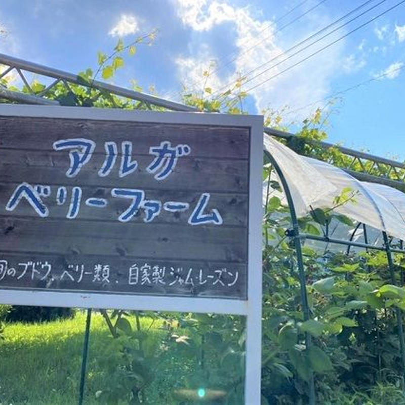 朝採れ完熟サマーブラック 種なし 2kg 3 4房 Aruga Berry Farm