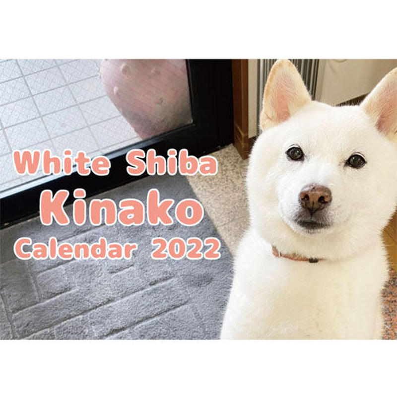 予約販売 白柴 きなこ 22年 壁掛け カレンダー Kk Anistar
