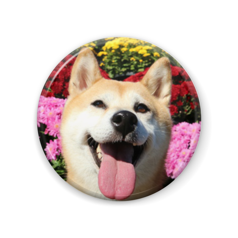 柴犬小春 限定版 ポストカード3点 缶バッチ2個セット 東急ハンズ池袋店販売記念品 Ani