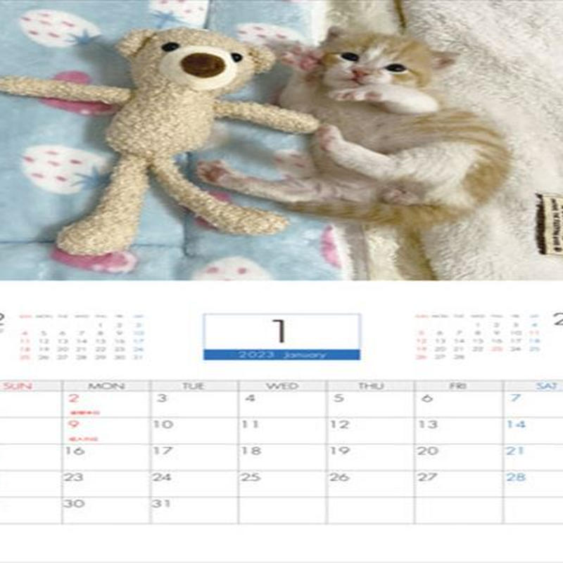 予約販売 猫のミドくん 2023年 壁掛けカレンダー KK23099 ANISTAR 予約販売 猫のミドくん 2023年 壁掛けカレンダー KK23099 ANISTAR