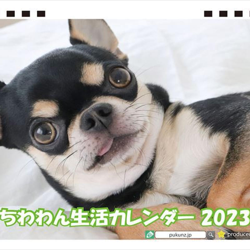 予約販売 チワワ犬のちわわん生活 23年 卓上カレンダー Tc Anistar