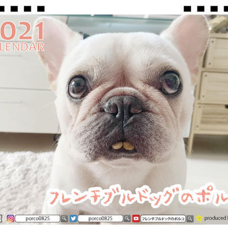 予約販売 フレンチブルドッグのポルコ 21年 卓上カレンダー Tc An